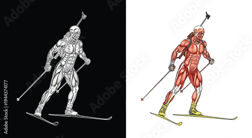 Anatomical illustration of a biathlete showing muscle structure during cross-country skiing, in both monochrome and colored versions.