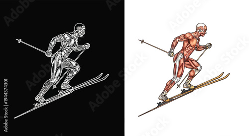 Two detailed anatomical illustrations of a downhill skier, one metallic and one muscular, showcasing human form and movement in winter sports.