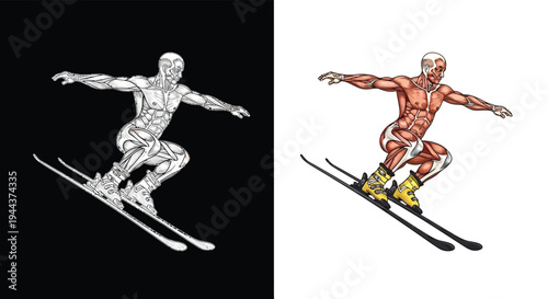 Detailed anatomical illustration of a downhill skier in a dynamic pose, showcasing muscle structure in both monochrome and color versions.