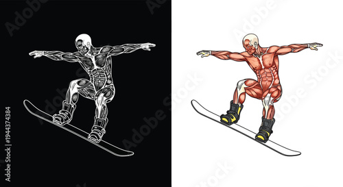 Dual illustration of a snowboarder showing skeletal/robotic and anatomical muscle structures in dynamic motion.