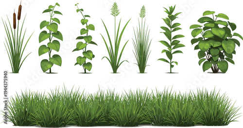 Green Garden Plants and Grass Collection with Reeds, Bushes and Foliage Isolated Botanical Vector Illustration Set