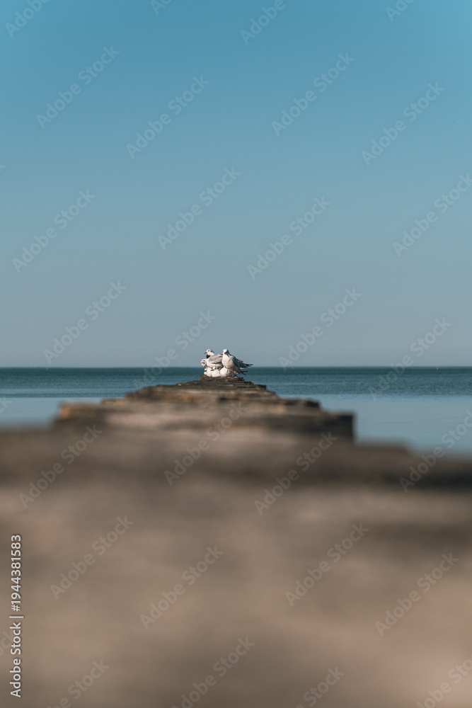 Fototapeta premium A group of seagulls sitting on a breakwater over the sea. White birds resting on a wooden deck near the water. Coastal wildlife landscapes with a clear blue sky in the background.