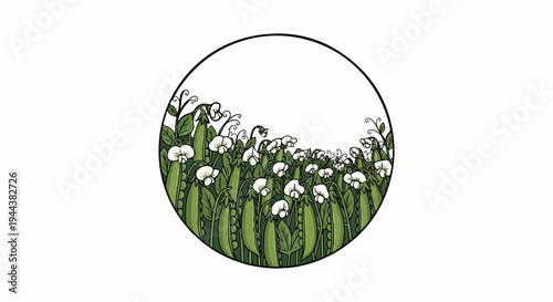 Delicate white pea blossoms and green pods artfully arranged within a circular frame