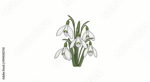 Delicate white snowdrop flowers with green stems and accents