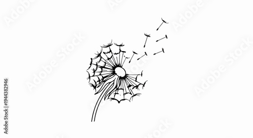 Delicate dandelion with seeds blowing in the wind