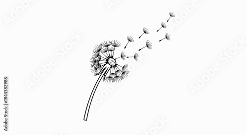 Delicate dandelion seed head blowing in the wind