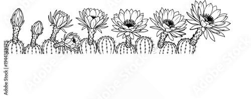Diverse cactus blooms and buds showcase desert flora in a simple, elegant line drawing