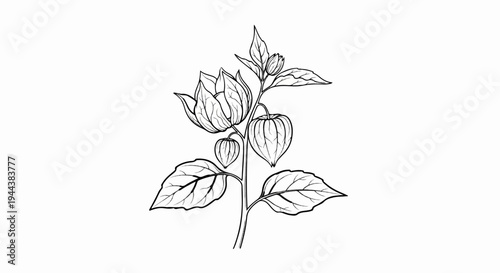 Delicate line art of a flowering plant with lantern-like seed pods