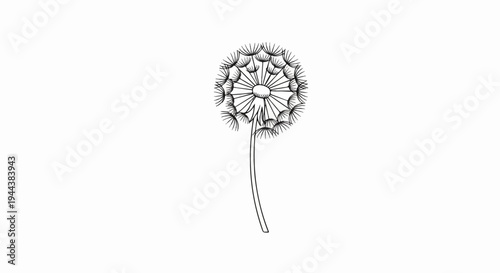 Delicate line drawing of a dandelion seed head on a slender stem