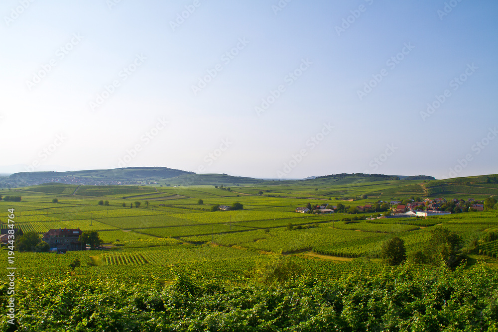 Fototapeta premium Weinberge Frühling