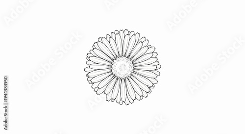 Detailed black and white line drawing of a single flower bloom