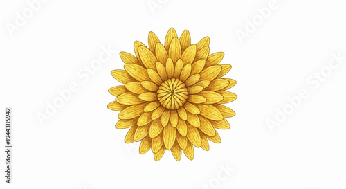 Detailed golden chrysanthemum bloom on a white background, radiating outwards