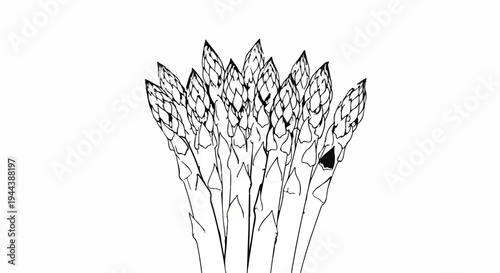 Bunch of asparagus spears in a sketchy black and white ink drawing style