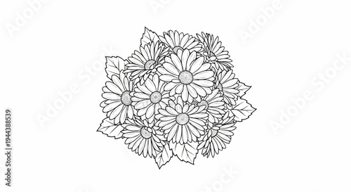 Detailed line drawing of a cluster of daisy-like flowers with leaves