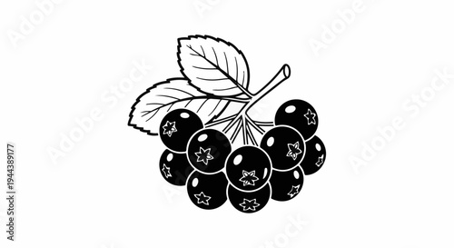 Detailed outline of a cluster of dark, round berries on a stem with leaves