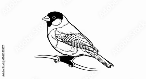 Detailed sketch of a finch perched on a thin branch, facing left
