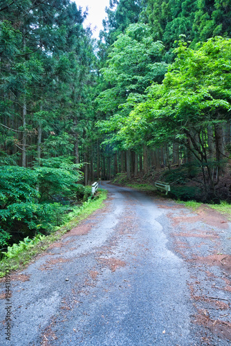 山の奥へと続く荒れている林道