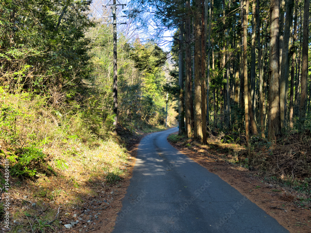 Fototapeta premium 山の奥へと続く荒れている林道
