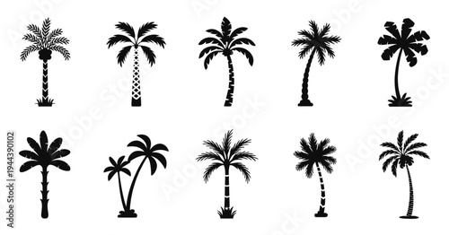 Palm Tree Silhouette Icons Minimal Black Botanical Vector