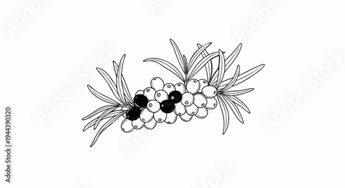 Detailed ink sketch of a sea buckthorn branch with berries