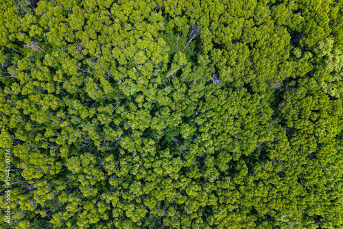Aerial Top-Down Perspective of Dense Green Mangrove Forest Canopy
