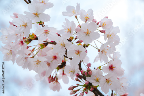 Cherry blossom flower spring branch pink petal bloom nature close up delicate floral tree botany beauty season plant garden outdoor fresh flora bloom blossom bud soft white pastel natural growth