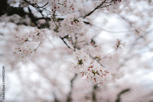 Cherry blossom flower spring branch nature bloom delicate pink tree petal floral close up soft beauty season outdoors garden flora botany background natural fresh plant blossom bloom flowering