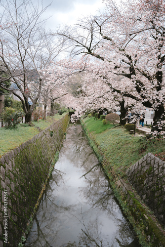 Cherry blossom canal stone wall reflection spring tree flower water pathway grass nature outdoors park landscape tranquil serene pink bloom seasonal garden river calm scenic environment daylight