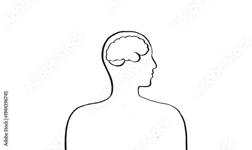 Human brain structure