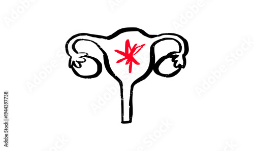 Female reproductive system