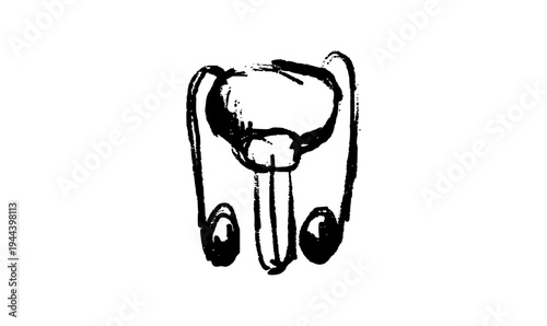 Male reproductive system