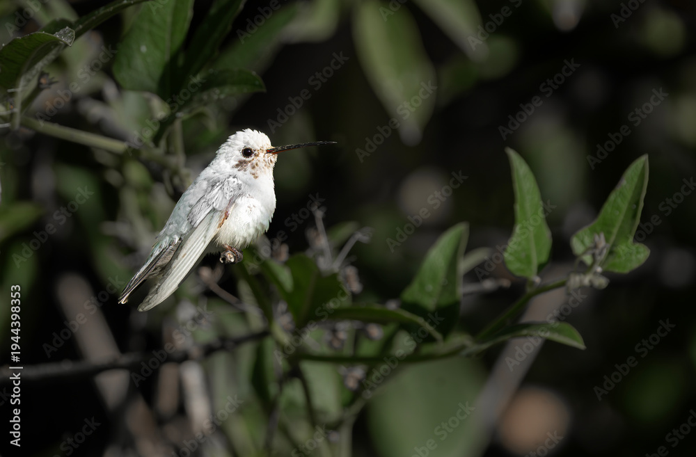 Fototapeta premium Picaflor bronceado con leucismo, gen recesivo que hace plumaje o pelaje blanco