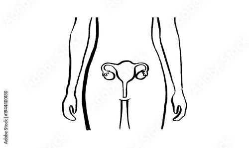 Uterus medical illustration