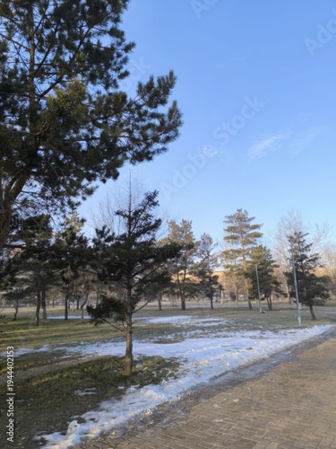 Winter Park Landscape with Trees and Snow Patches Under a Clear Blue Sky. Serene Outdoor Scene