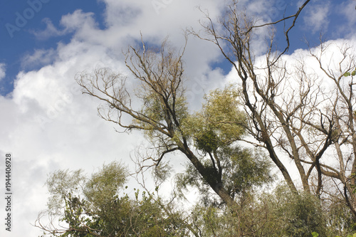 Tall trees with branches against blue sky and clouds