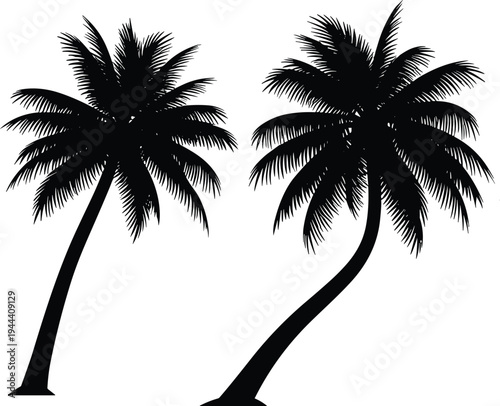 Two tropical coconut palm tree silhouettes isolated on white background, exotic beach nature illustration for summer design