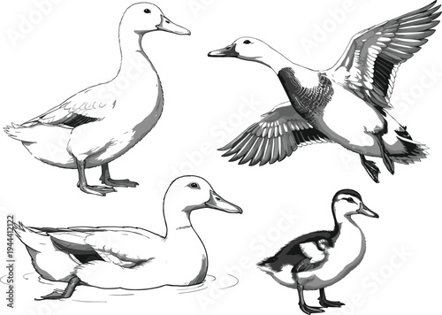 Duck Collection Various Poses and Styles Vintage Drawing Style