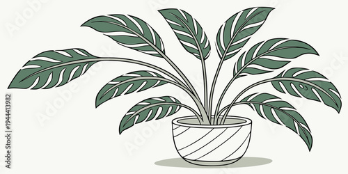 Large green houseplant in a white pot with diagonal stripes green leaves