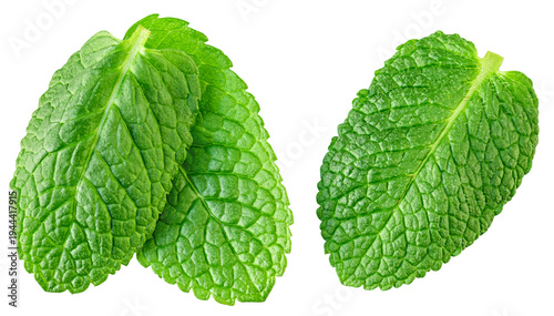 Flying Mint leaves isolated. Fresh Mentha, melisa leaves on white background. PepperMint  leaves levitation.  Top view. Flat lay