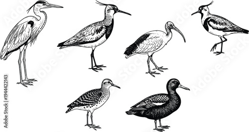 Hand Drawn Water Birds Illustration Set Featuring Heron, Ibis, Lapwing, Duck and Shorebirds Detailed Vintage Style Wildlife Sketch for Nature and Ornithology Design