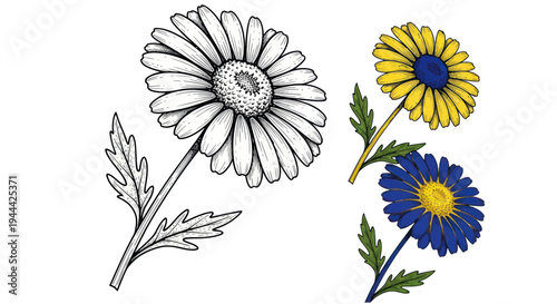Daisy flower illustration, hand-drawn sketch and colorful watercolor