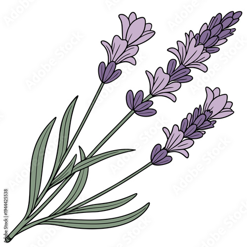 Lavender Flowers Isolated on White Background