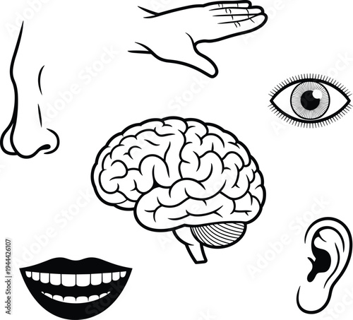 Black and white illustration of human sensory organs and brain showing sight, hearing, taste, smell, touch, and cognition for anatomy, biology, neuroscience education