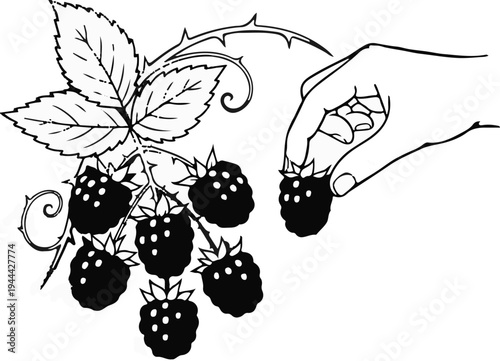Hand plucking ripe berries from a leafy vine, sketched outline