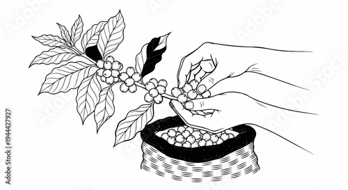 Hands harvesting coffee cherries into a woven basket