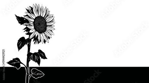 A striking black and white botanical illustration of a sunflower in full bloom