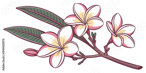 White and pink plumeria flowers on a branch with green leaves