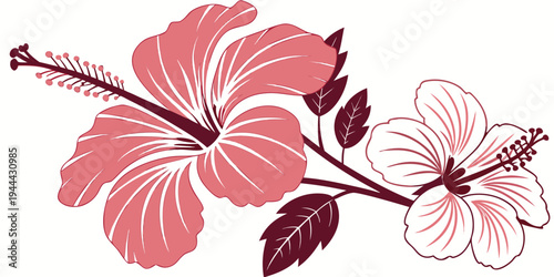 Pink and white hibiscus flowers on a stem with leaves