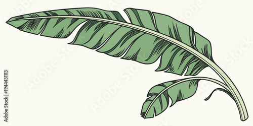 Large green palm leaf with smaller leaf green leaf tropical plant foliage