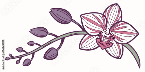 Pink and white orchid flower on stem with buds on white background